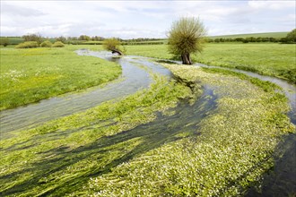 River Till seasonal chalk stream known as a winterbourne, Winterbourne Stoke, Wiltshire, England,