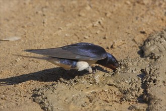 Barn Swallow (Hirundo rustica), soil, mud, nesting material, nest building, beak, collecting,