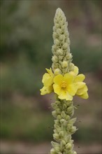 Dense-flowered mullein (Verbascum densiflorum), flower, buds, stem, Mainz sand, Mombach, Mainz,