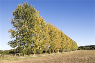 Line of trees blue sky autumnal colours, Milestone House, near Calne, Wiltshire, England, UK
