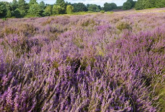Heathland vegetation with heather in flower, Calluna vulgaris, Sutton Heath, Shottisham, Suffolk,