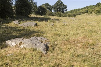 Sarsen stones lying in a boulder stream at Lockeridge Dene, near Marlborough, Wiltshire, England,