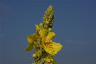 Dense-flowered mullein (Verbascum densiflorum), detail, flower, Illmitz, Seewinkel, Lake Neusiedl,