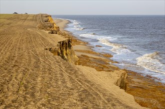Soft crumbling cliffs coastal erosion near Benacre, North Sea coast, Suffolk, England, UK