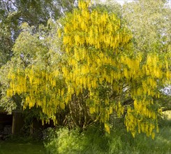 Laburnum tree, Golden Chain, Laburnum anagyroides, in flower with yellow blossom, Wiltshire,