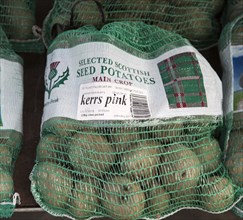 Bags of Scottish second main crop Kerrs Pink seed potatoes on sale Ladybird Nurseries garden