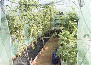 Tomato plants growing in plastic greenhouse tent, Shottisham, Suffolk, England, UK