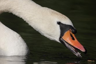 Mute Swan (Cygnus olor), neck, feeding, beak, open, swimming, water, detail, foraging, Moenchbruch,
