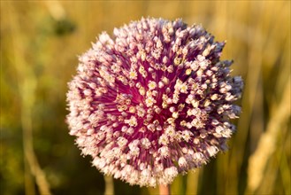 Close up of red pink flowering seed head of onion plant