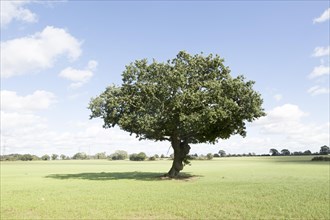Single lone oak tree standing in field in high noon summer sunshine, Snape, Suffolk, England, UK
