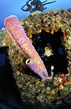 Diving in the Caribbean - tube sponge, Caribbean, Central America