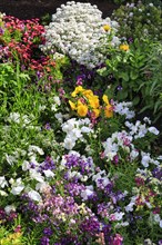 Splendour of flowers in spring, gardens, Generalife Gardens, Alhambra, Granada, Spain, Europe