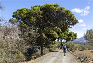 Woman walking on GR-249, Gran Senda de Malaga, near Guaro, Periana, Axarquia, Andalusia, Spain,