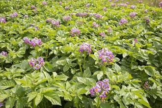 Potatoes flowering growing summer allotment gardens, Shottisham, Suffolk, England, Uk