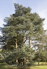 Blue Atlas cedar tree, cedrus atlantica, National arboretum, Westonbirt arboretum, Gloucestershire,
