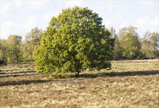 Single oak tree, quercus robur, standing in Suffolk Sandlings heathland, Sutton, Suffolk, England,