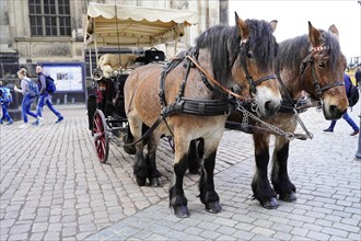 Carriage ride in Dresden, These are working horses, says the coachman, Dresden, Saxony, Germany,