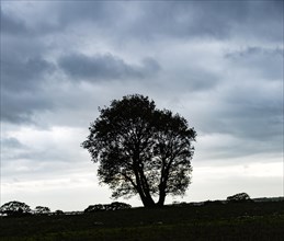 Stormy dark cloud sky winter tree silhouette, Ramsholt, Suffolk, England, UK