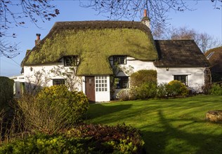 Pretty thatched country cottage home with green moss growing on thatch, Cherhill, Wiltshire,