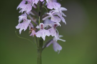 Fox orchid (Dactylorhiza fuchsii), detail, Kleinsassen, Hesse, Rhoen, Germany, Europe