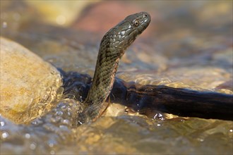 Dice snake (Natrix tessellata), Danube Delta Biosphere Reserve, Romania, Europe