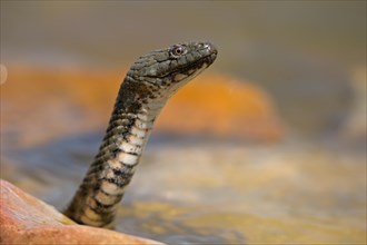 Dice snake (Natrix tessellata), Danube Delta Biosphere Reserve, Romania, Europe
