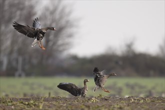 Greater white-fronted goose (Anser albifrons) on wintering grounds, Texel, Netherlands