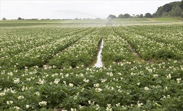 Irrigation sprayer machinery watering a crop of potatoes in a field Suffolk Sandlings, Sutton,