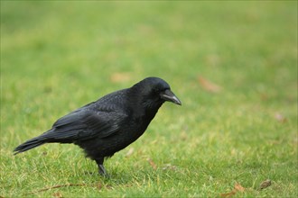 Carrion crow (Corvus corone corone), grass meadow, lawn, Wilhelma, Stuttgart, Baden-Wuerttemberg,