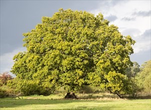 Large spreading single mature English oak tree, Quercus Robur, standing in field Methersgate,
