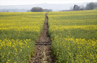 Footpath crossing filed of yellow flowering oilseed rape crop, near Wroughton, Wiltshire, England,
