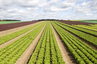 Rows of lettuce crop growing in field, near Butley, Suffolk, England, UK