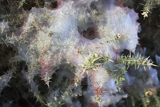 Tetranychus lintearius gorse spider mites in silk web on common gorse bush, Sutton Heath,