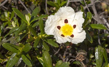 Gum cystic plant in flower, Cistus ladanifer sulcatus, growing on cliffs in Costa Vicentina Natural