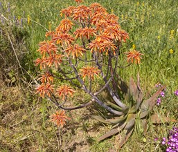 Aloe vera succulent cactus plant flowering, orange flowers, Rogil, Algarve, Portugal, Southern