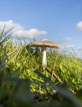 Low angle view of field mushroom, Agaricus campestris, growing in grass with blue sky