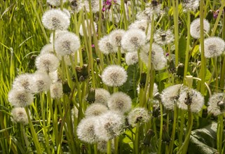 Close up, dandelion seed heads, Taraxacum, chalk upland grassland Salisbury Plain, near Tilshead,
