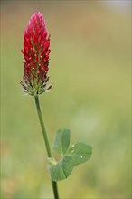 Crimson clover (Trifolium incarnatum) with stem and flower, shamrock, nature photography,