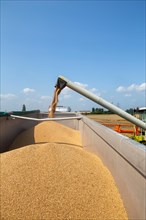 Grain harvest near Hockenheim, Baden-Wuerttemberg