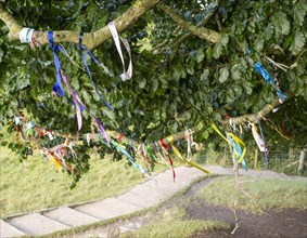 Colourful ribbons tied on branches of an ancient beech tree at stone circle henge, Avebury,