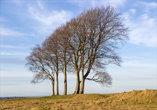 Common beech trees, Fagus sylvatica, winter Oliver's Castle, Roundway Down, Wiltshire, England, UK