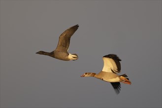 Egyptian goose (Alopochen aegyptiaca), Texel, Netherlands