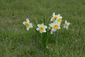 Tazettas (Narcissus tazetta), group, Schwanheimer Duene, Schwanheim, Main, Frankfurt, Hesse,