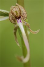 Bocksriemenzunge (Himanthoglossum hircinum), flower figure, flower, detail, tongue, macro, blur,