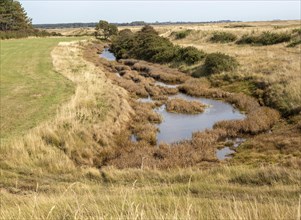 Drainage ditch wetland vegetation on marshland at Hollesley, Suffolk, England, UK