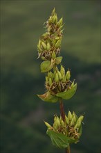 Great yellow gentian (Gentiana lutea) in an inflorescence, Hahnenkopf, Fontanella, Faschina,