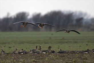 Greater white-fronted goose (Anser albifrons) on wintering grounds, Texel, Netherlands