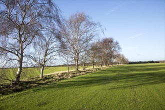 Line of silver birch trees, Betula pendula, crossing turf grass field, Sutton Heath, Suffolk,