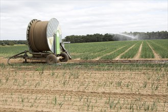 Irrigation sprayer machinery watering a crop of onions in a field Suffolk Sandlings, Sutton,