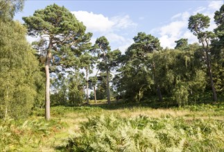 Heathland vegetation with Scots pine tree, Pinus sylvestris, Sutton Heath, near Shottisham,